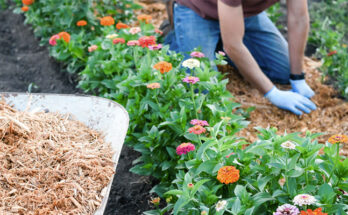 From Weed Control to Moisture Retention